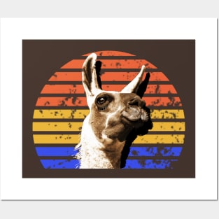 Funny Llama Alpaca Shirt Posters and Art